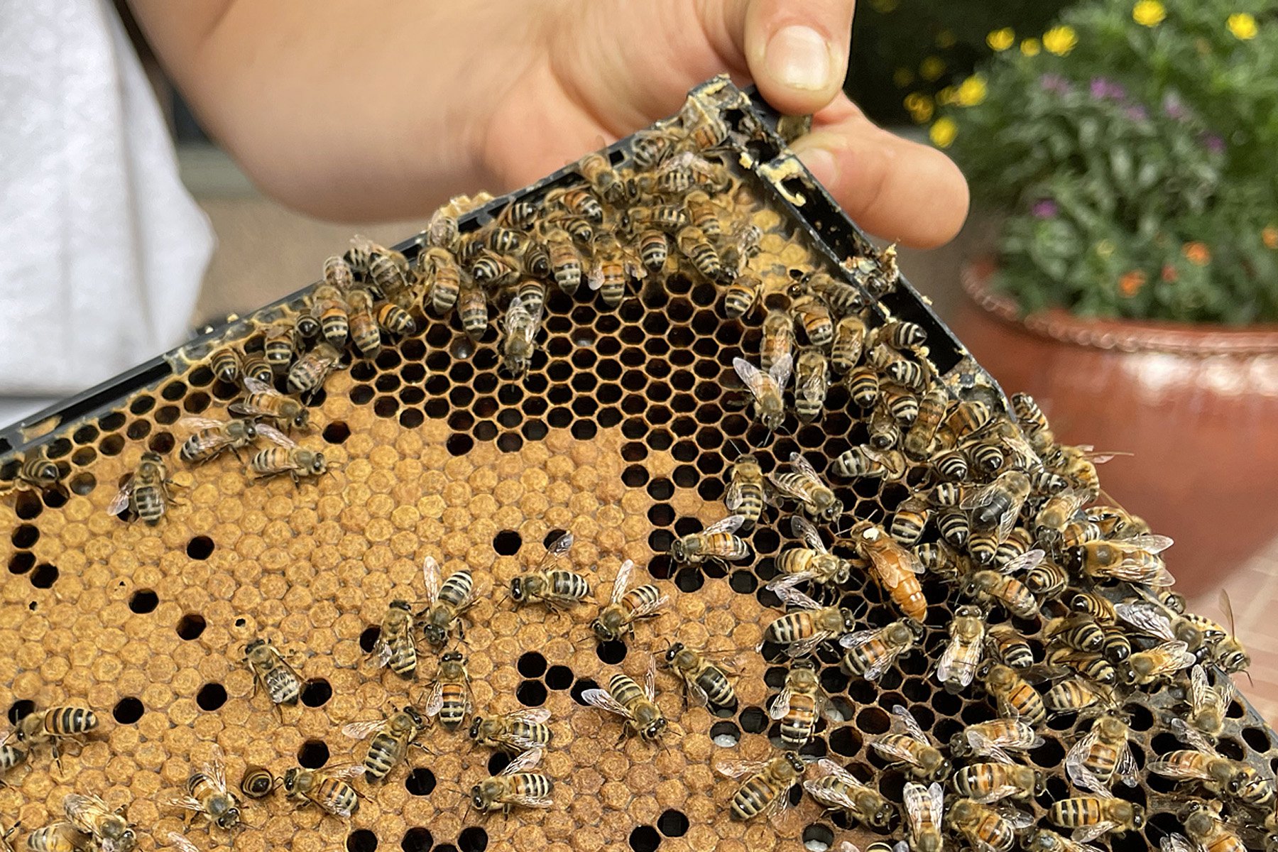 Urban beekeeping efforts create buzz in north Fort Worth