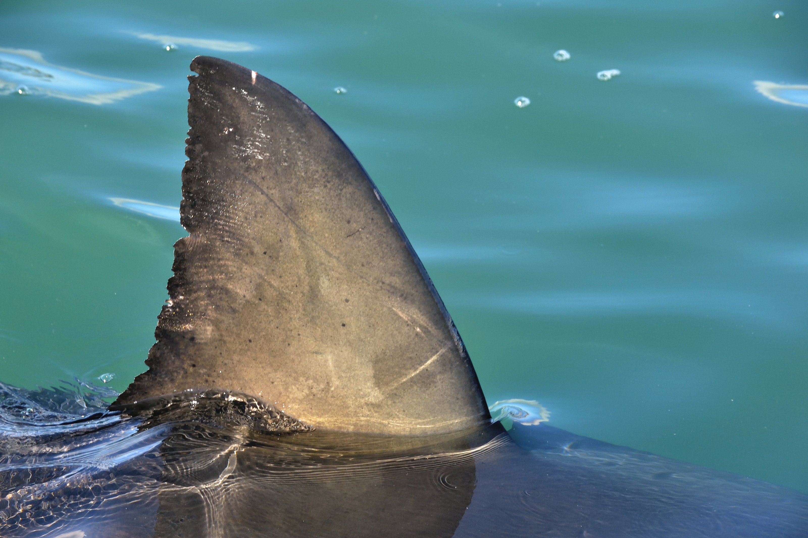 Feds Target U.S. Companies Caught in Lucrative Shark Fin Trade