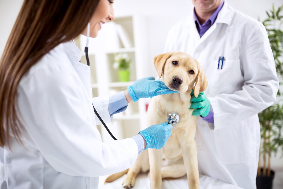 Veterinary medicine Adobe Stock.jpeg